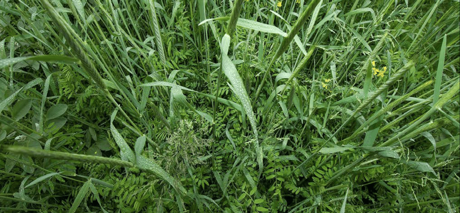 Cereal rye and common vetch growing together as a mixed cover crop.